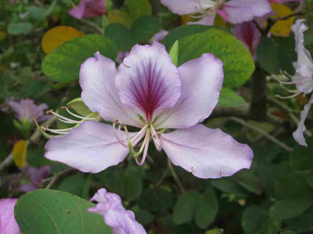 Fleur de Bauhinia blakeana.